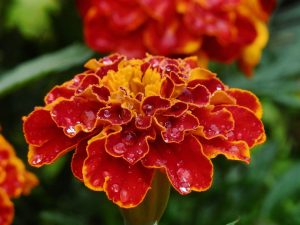 Пять тысяч бархатцев украсили Новые Ватутинки. Фото: pixabay.com
