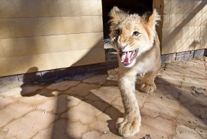 Львенка передали ветеринарам после обнаружения его в кальянной