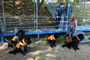 Четвероногих сотрудников распределят по 10 пляжам. Фото: пресс-служба ГУ МЧС по Москве