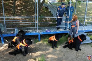 В Москве увеличится число собак-спасателей