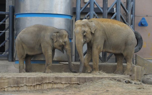 Почти 100-килограммовый слоненок родился в Московском зоопарке