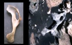 NASA обнаружило окаменелые кости инопланетян на Марсе