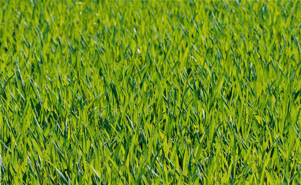 Работы по благоустройству газонов на территории спортивного клуба «Русь» завершат в июне. Фото: pixabay.com