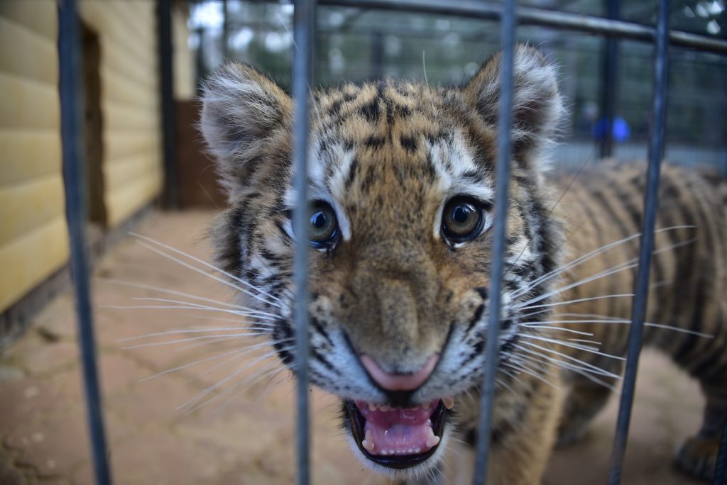 В Московском зоопарке роились сразу четыре тигренка