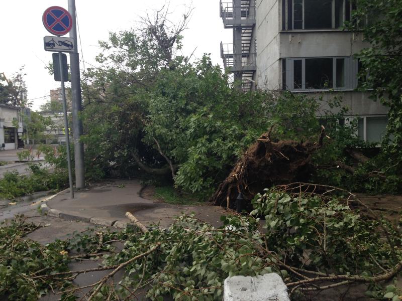 После шторма в Москве высадят новые деревья