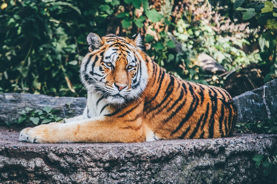 Международный день тигра отпразднуют с юными новомосквичами. Фото: сайт Pixabay