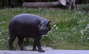 Карликовый бегемот появился в Московском зоопарке
