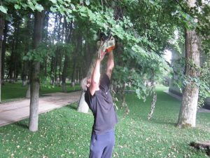 Щаповское. 18 июля 2017 года. В парке поселка Щапово проводят санитарную обрезку деревьев 