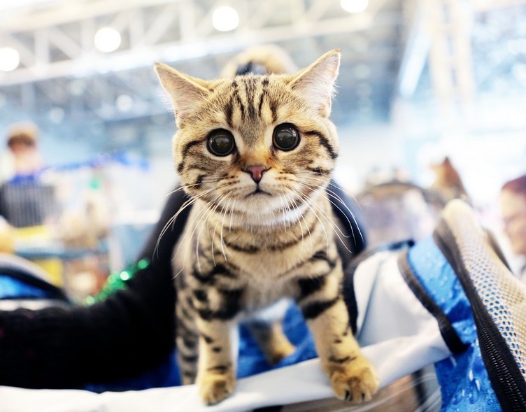 Книжная выставка к Международному дню кошек откроется в Роговском