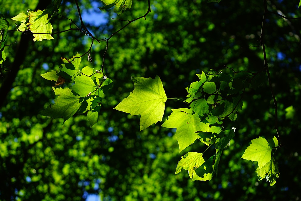 Работы по озеленению начнут в Кокошкино в сентябре
