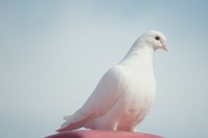 День солидарности в борьбе с терроризмом состоится в Новой Москве в начале сентября. Фото: сайт Pixabay