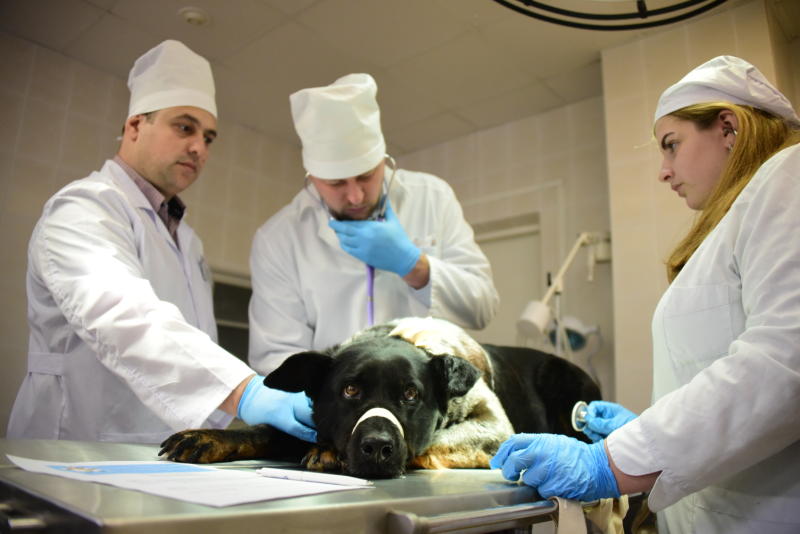 Ветеринарное обеспечение наладили в Новой Москве