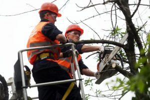 Работы по удалению сухих деревьев завершатся во Внуковском. Фото: архив, «Вечерняя Москва»
