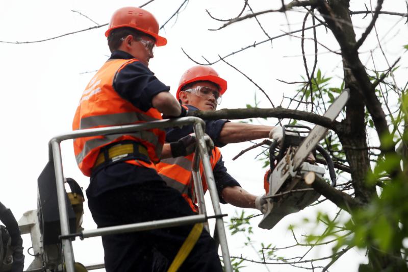 Работы по удалению сухих деревьев завершаются во Внуковском
