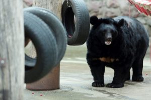 Гости Московского зоопарка увидят кормление медведей и шакалов