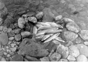 Хоть и не богат улов, но в походе даже самая маленькая рыбка вкусна не- вероятно. Фото из личного архива.