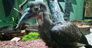 Редкий рогатый ворон родился в Московском зоопарке