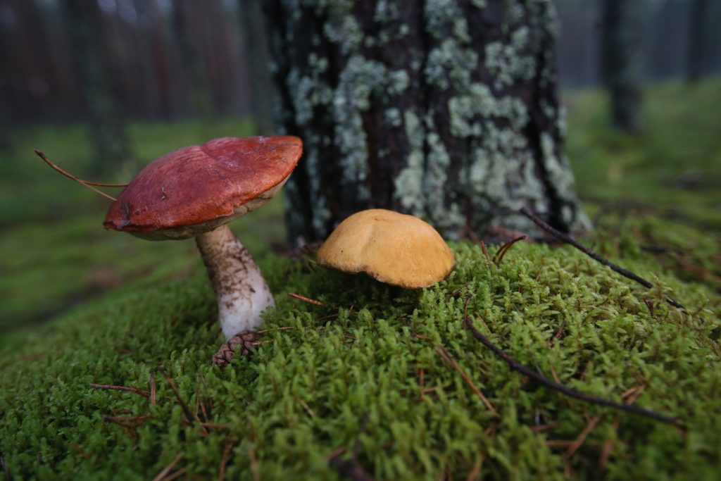 Не первые, но далеко не последние грибы, которые можно найти в лесах недалеко от Троицка сегод- ня. Фото: Виктор Хабаров