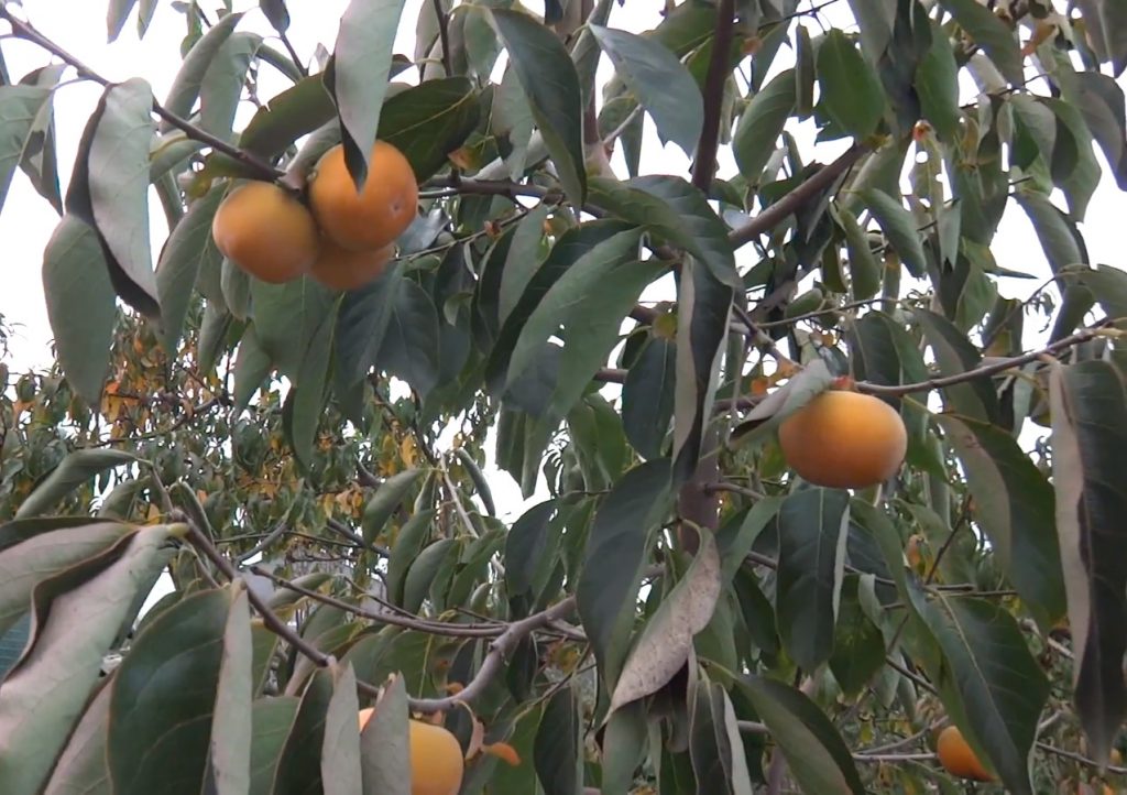 Первые фрукты такого сорта появились только в прошлом году. Фото: скриншот YouTube