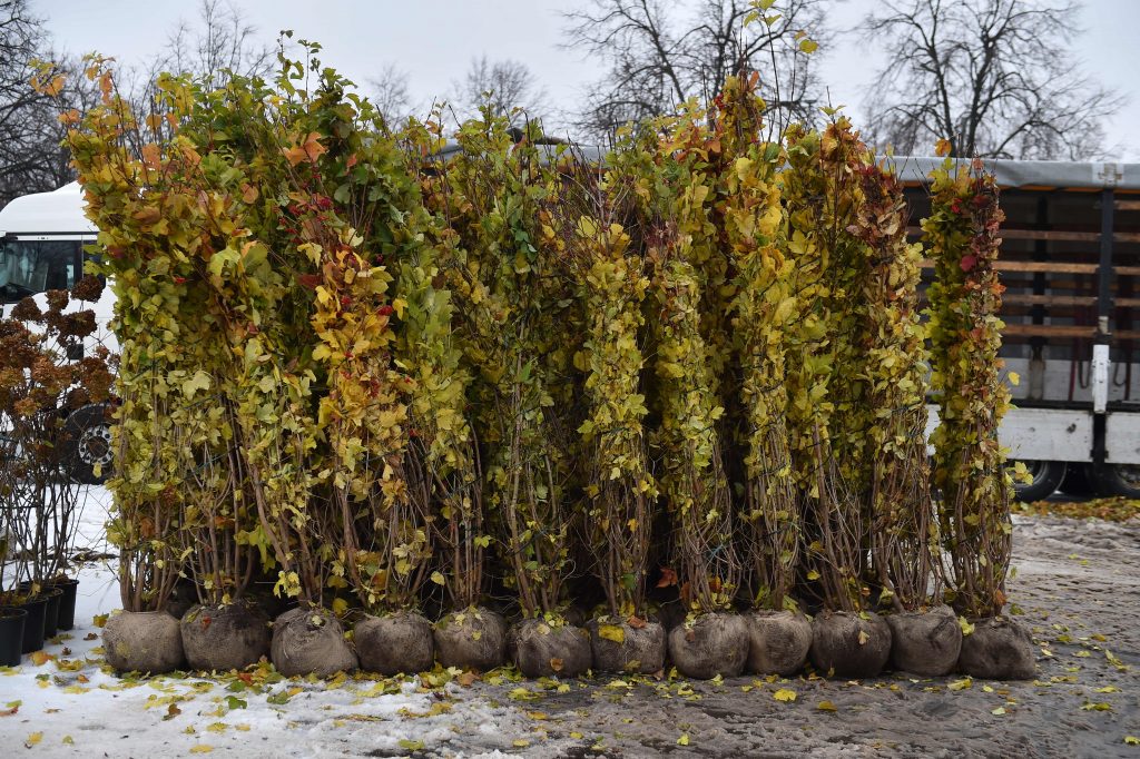 Озеленение по программе «Миллион деревьев» вступило в осенний этап. Фото: архив, "Вечерняя Москва"