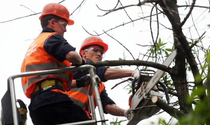 Кронирование деревьев провели в Щербинке по обращению Совета депутатов