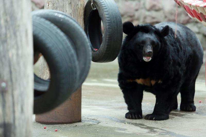 Медведь во Флориде напал на карликового пинчера. Фото: "Вечерняя Москва"