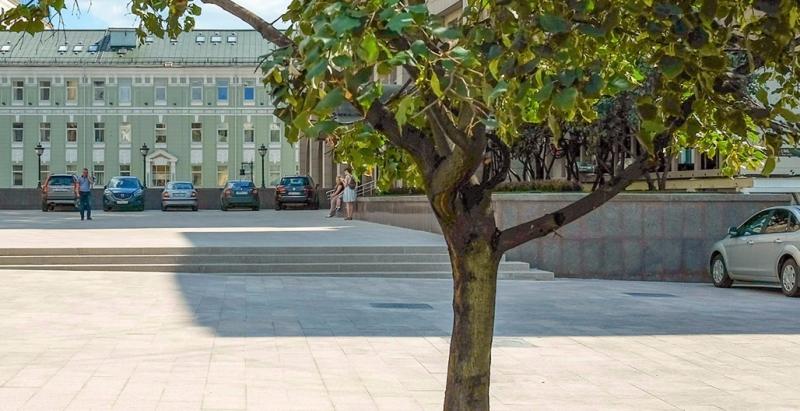 Современные деревья устроены проще. Фото: mos.ru