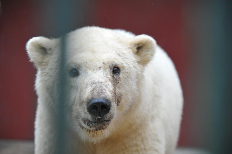 Московский зоопарк перейдет на зимний режим работы с 23 ноября