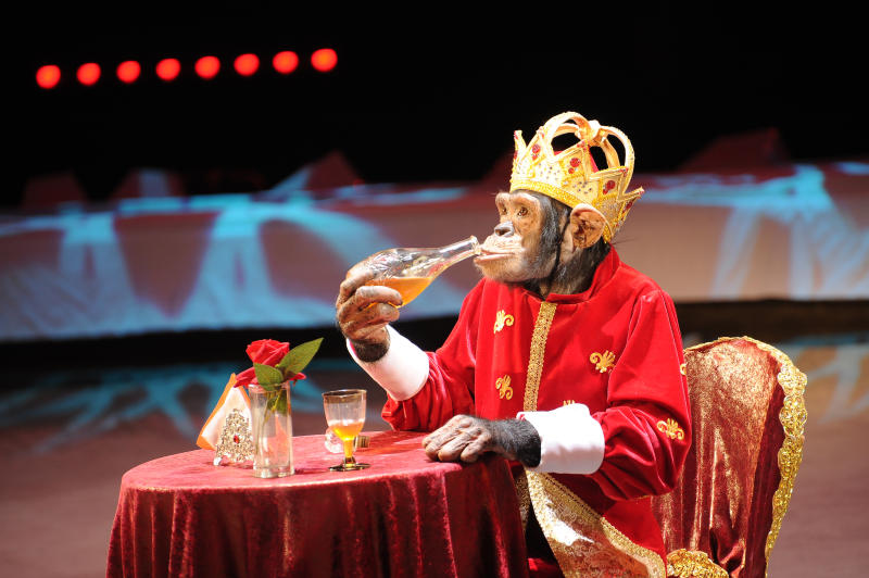 Цирк приехал к нам: какие развлечения ждут новомосквичей в выходные