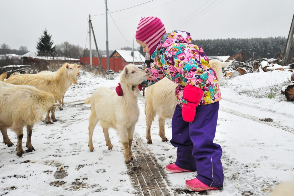 18 ноября 2017 года. Вороновское. В селе Богоявление дочка Аня помогает пасти стадо местных коз. Фото: Пелагия Замятина