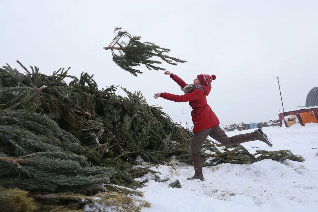 Москва запустит утилизацию новогодних елок