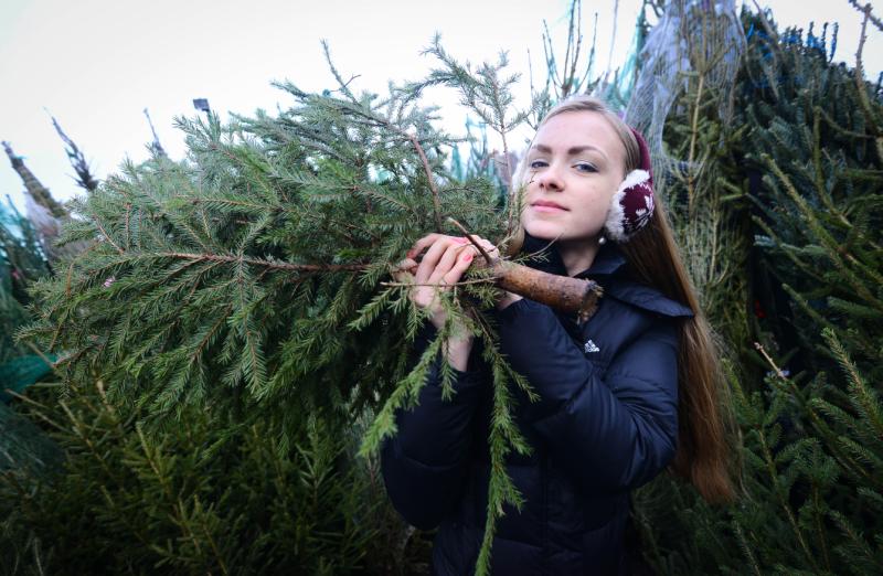 Восемь точек продажи праздничных деревьев откроют в Новой Москве