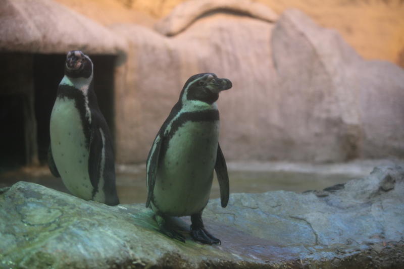 Пингвины обживают свой вольер. Фото: "Вечерняя Москва"