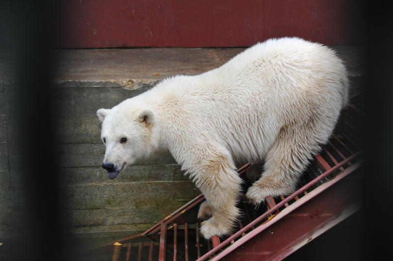 Белые медведи поселятся в "Арктике". Фото: Светлана Колоскова