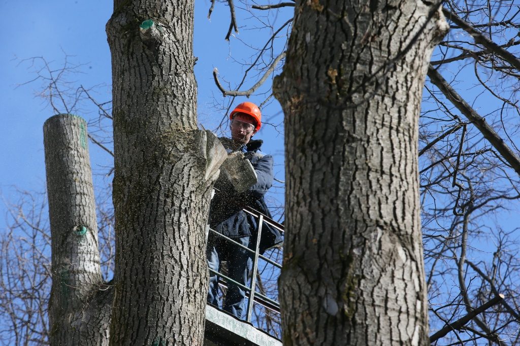 Санитарную обрезку деревьев провели в Рязановском