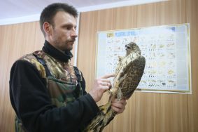 В настоящее время в орнитологической службе Кремля уже обитает несколько ястребов и филин. Фото: Антон Гердо