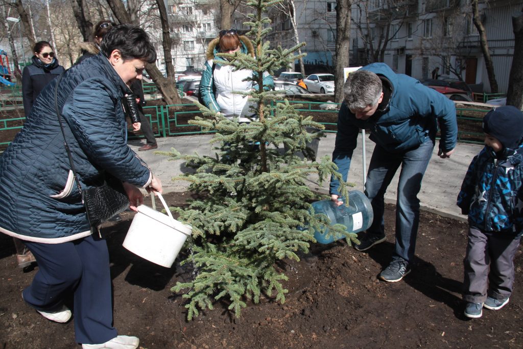 Программа озеленения дворов начнется весной. Фото: архив, «Вечерняя Москва»
