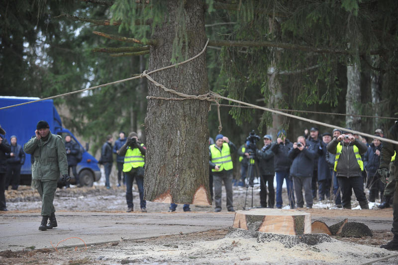 Вырубка аварийных деревьев в 2018 году пройдет в Марушкинском. Фото: архив