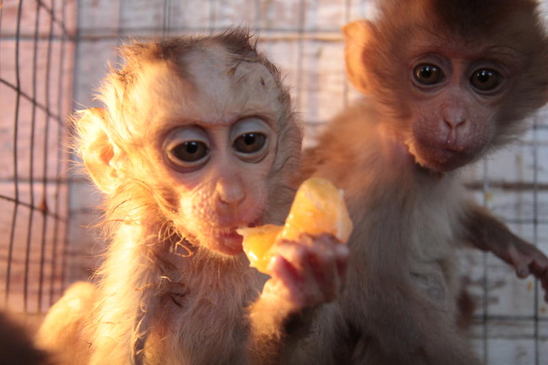 Это уже не первый опыт клонирования обезьян, однако раньше ученые использовали для этого метод оплодотворения разделенного на несколько частей эмбриона. Фото: Сара Зицерман, "Вечерняя Москва"