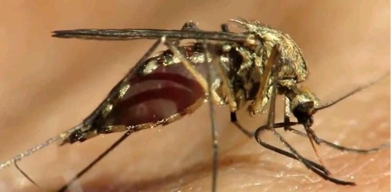 Москвичам рекомендовали защищаться от комаров раскладыванием чеснока. Фото: скриншот видео Youtube