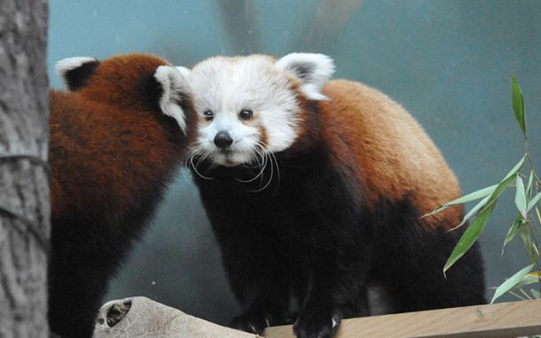 Московский зоопарк установил online-камеры в вольеры с красными пандами