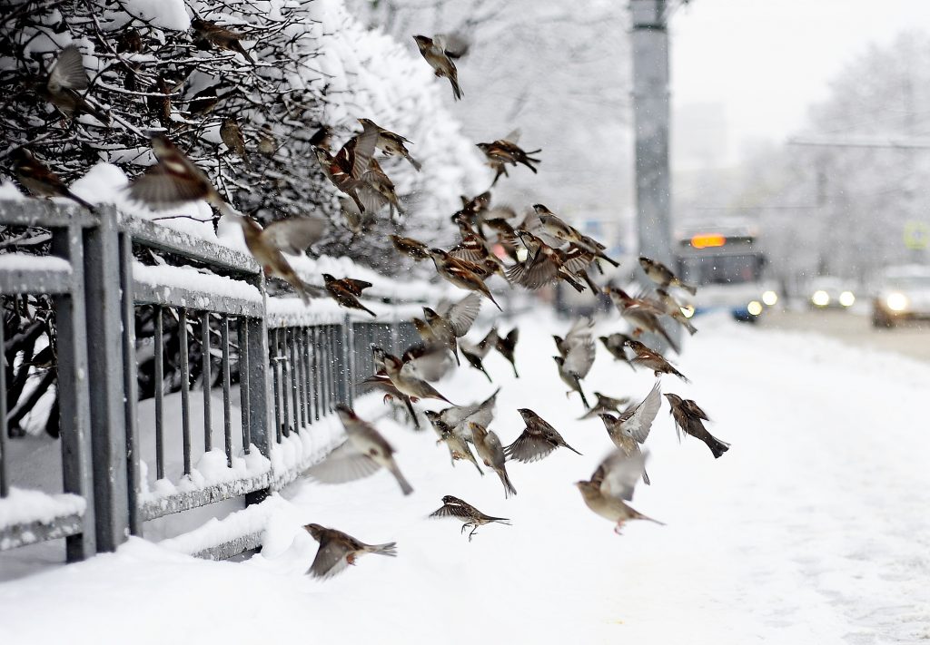 Москвичей ожидает снежное воскресенье. Фото: архив, «Вечерняя Москва»
