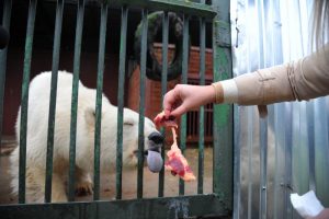 Некоторых млекопитающих Московского зоопарка стали больше кормить из-за установившихся морозов. Фото: Светлана Колоскова