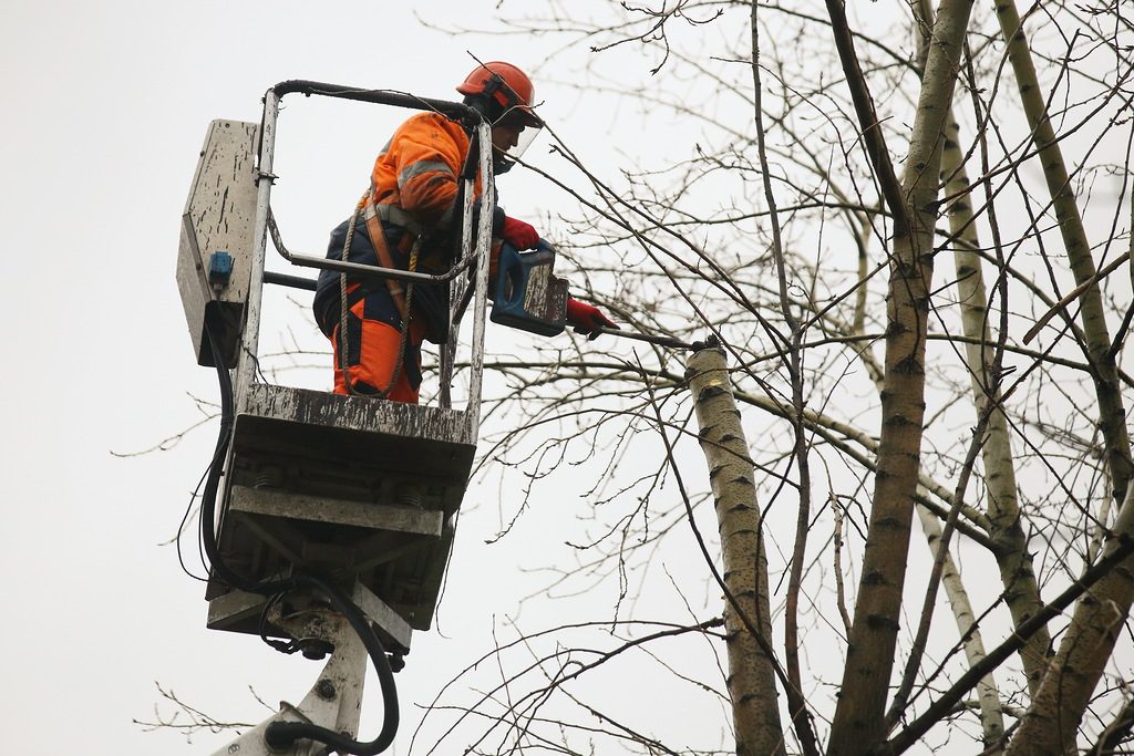 Вырубку сухостойных деревьев проведут в Троицке. Фото: архив