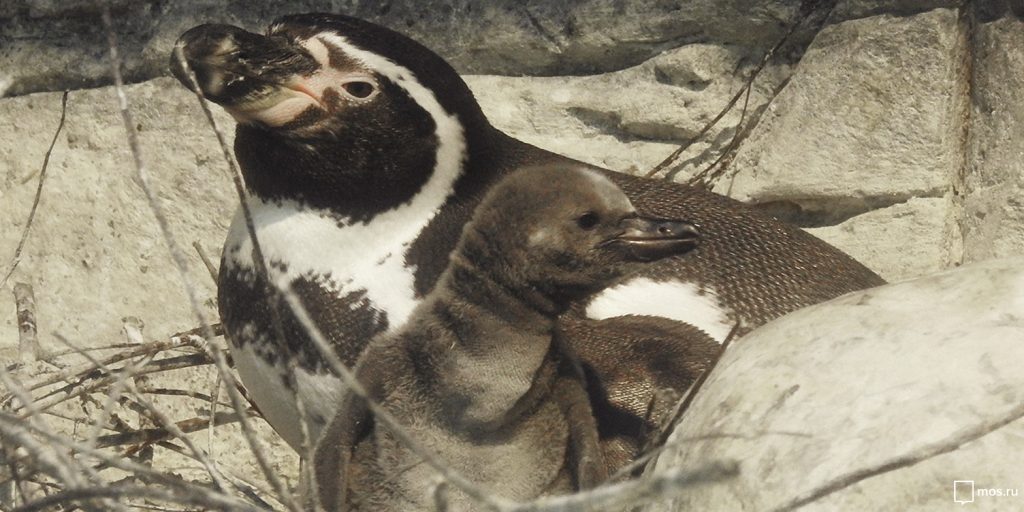 Пингвинята покрыты пухом, который помогает им избежать переохлаждения. Фото: mos.ru
