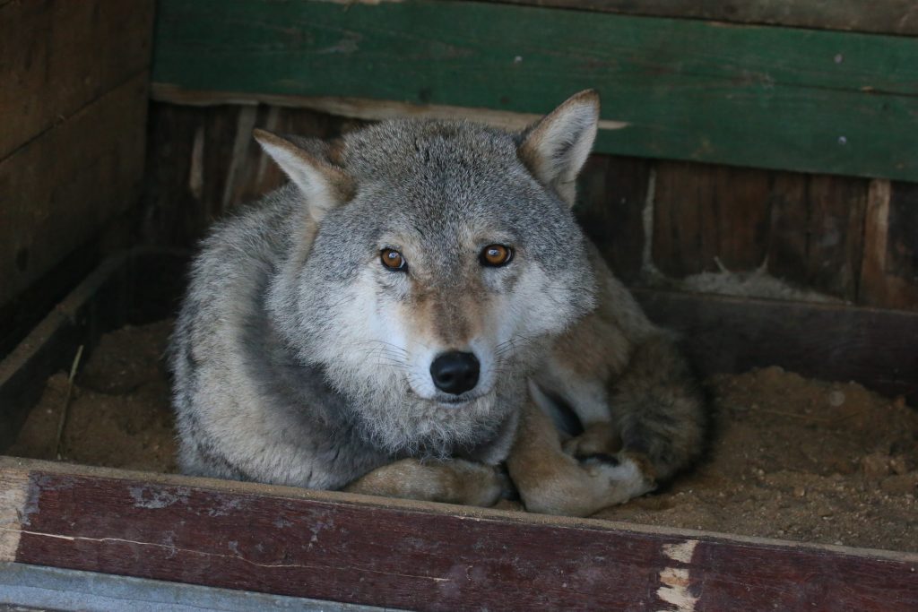 20 марта 2018 года. Центр передержки животных под Яхромой. Волчица Альма. Фото: Виктор Хабаров