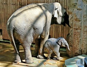 Гости смогут увидеть и повзрослевшего слоненка Филимона на прогулке. Фото: Антон Гердо
