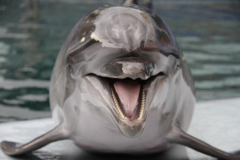 При долгом нахождении серых дельфинов на глубине создается угроза для их жизни. Фото: "Вечерняя Москва"