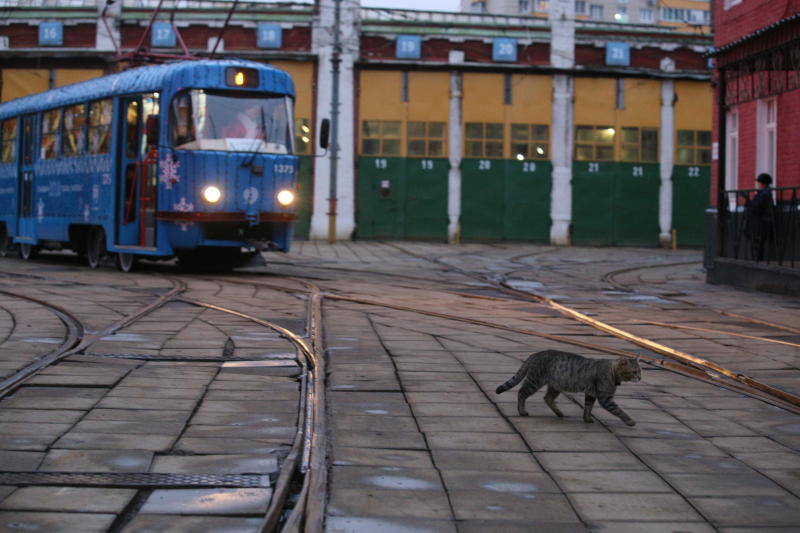 Общая протяженность участка линии трамвая составит 17,8 километров. Фото: Антон Гердо