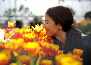 По цене самые оптимальные, экономные цветы — это тюльпаны. Фото: Светлана Колоскова